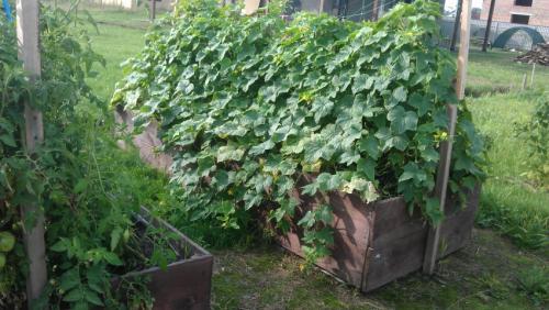 Как сделать грядки для огурцов. Грядка для огурцов: как сделать и подготовить грядку. Основные варианты и советы по выбору места для посадки огурцов (115 фото и видео)