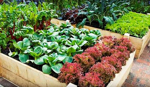 Как сделать грядки без досок. Как сделать приподнятую грядку своими руками