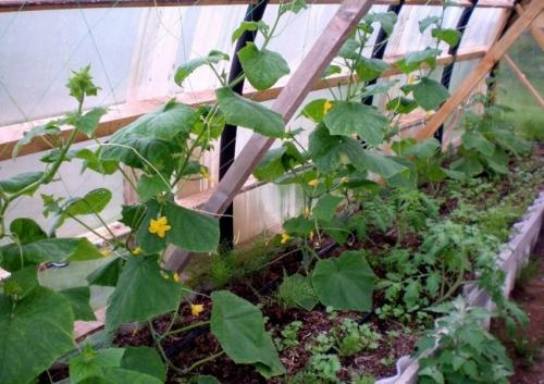 Как сделать грядки для огурцов. Грядка для огурцов: как сделать и подготовить грядку. Основные варианты и советы по выбору места для посадки огурцов (115 фото и видео)