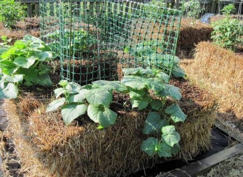 Как сделать грядки для огурцов. Грядка для огурцов: как сделать и подготовить грядку. Основные варианты и советы по выбору места для посадки огурцов (115 фото и видео)