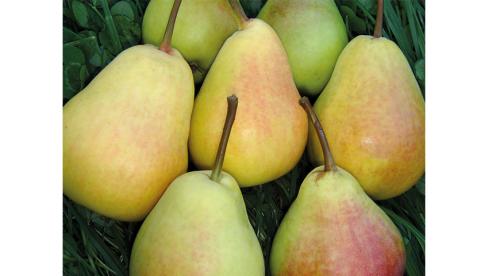 Как расположить огород и сад на участке возле дома. Где построить жилой дом 07 Как расположить огород и сад на участке возле дома. Где построить жилой дом 07