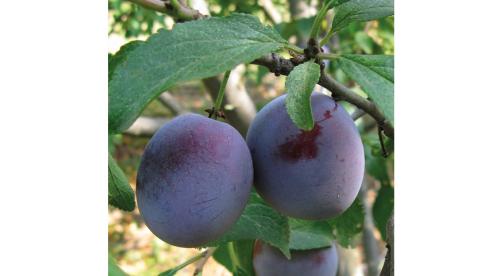 Как расположить огород и сад на участке возле дома. Где построить жилой дом 08 Как расположить огород и сад на участке возле дома. Где построить жилой дом 08