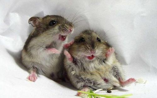 Сип-панели, что это такое плюсы и минусы. Недостатки домов из SIP панелей