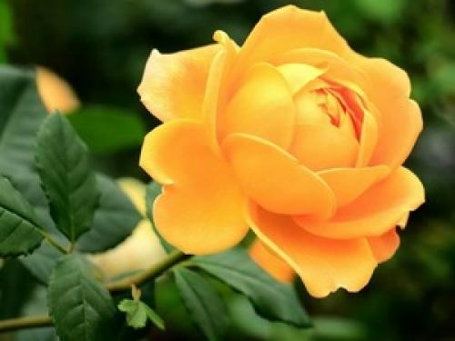 Ширина обоев для стен стандартная. Виды обоев и их размеры 03 Ширина обоев для стен стандартная. Виды обоев и их размеры 03