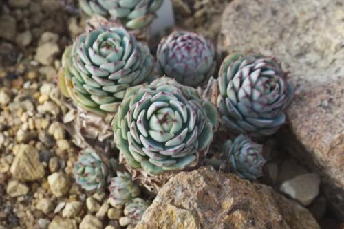 Эхеверия уход. Описание эхеверии