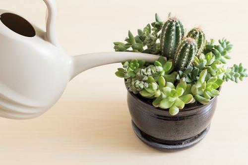 Как ухаживать за суккулентами в домашних условиях в горшке. Суккуленты — уход в домашних условиях совсем не сложный