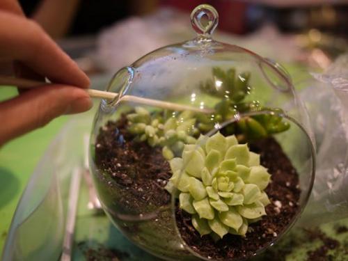 Как ухаживать за суккулентами в домашних условиях в горшке. Суккуленты — уход в домашних условиях совсем не сложный 06