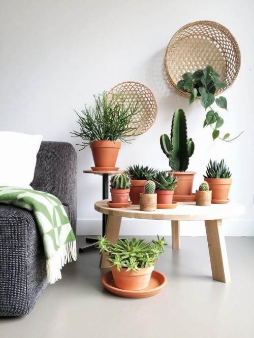 Цветы для дома напольные. Гостиная