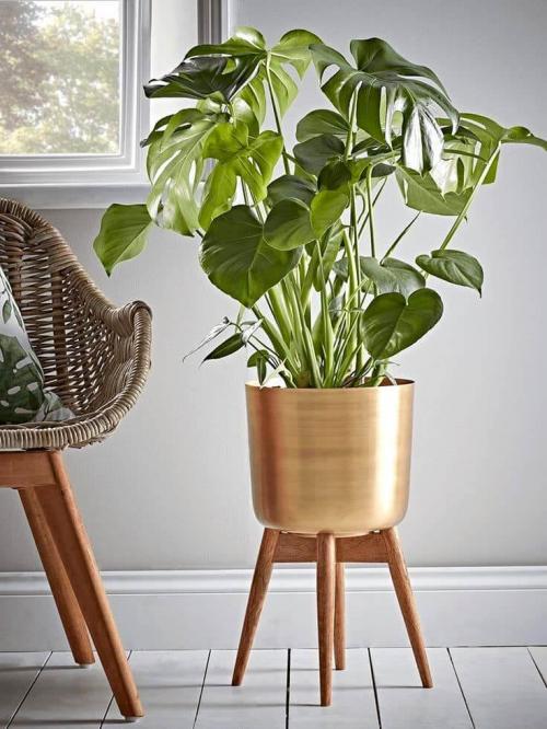 Цветы для дома напольные. Гостиная