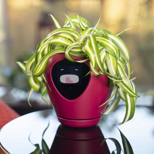 Умные горшки. Этот умный цветочный горшок превратит ваши растения в тамагочи. Теперь убить их будет не так просто