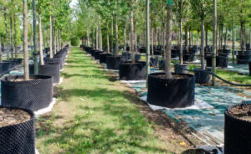 Airpot горшок. Air-pot для питомников и ландшафтников. Революционный подход к высадке крупных растений в любое время года!