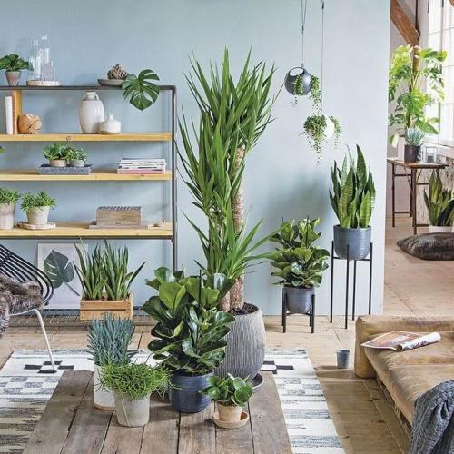 Цветы для дома напольные. Гостиная