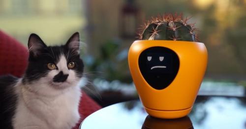 Умные горшки. Этот умный цветочный горшок превратит ваши растения в тамагочи. Теперь убить их будет не так просто