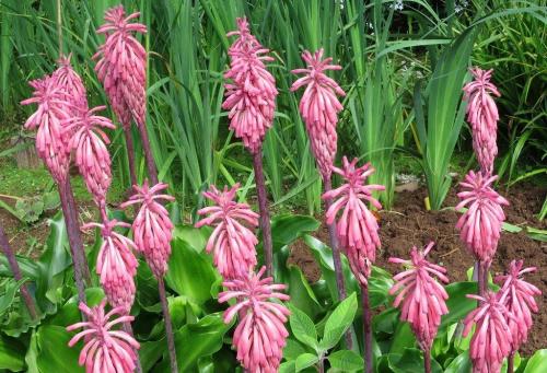 Комнатные растения с большими листьями. Луковичные комнатные растения фото и названия