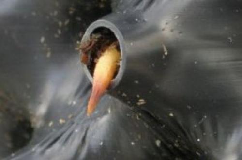 Airpot горшок. Air-pot для питомников и ландшафтников. Революционный подход к высадке крупных растений в любое время года!