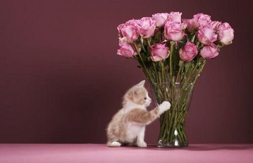 Что делать с букетом роз. Как сохранить букет роз в вазе свежим длительное время?