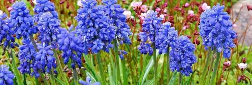 Цветы которые сажают в августе. Какие цветы можно посадить в августе 11 Цветы которые сажают в августе. Какие цветы можно посадить в августе 11