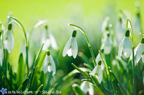 Какие цветы посадить в сентябре. Какие цветы сажают осенью на даче