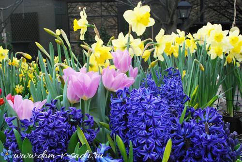 Какие цветы посадить в сентябре. Какие цветы сажают осенью на даче