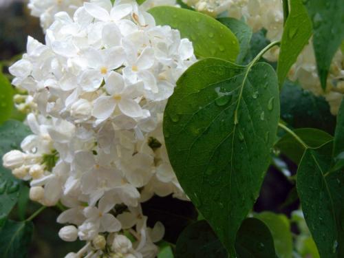 Сирень ядовита. Что использовать