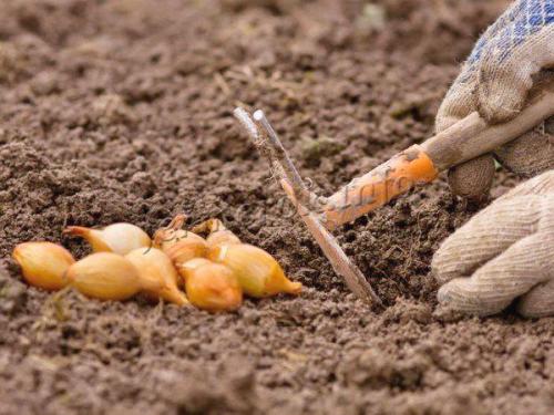 Можно ли сажать лук севок в августе. Куда лучше сажать лук-севок?