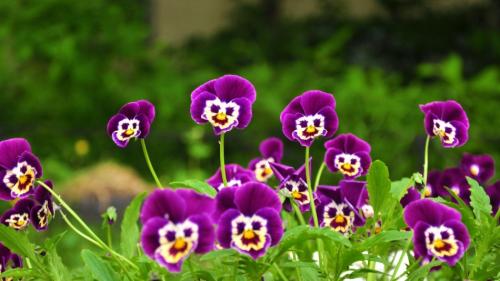 Цветы которые сажают в августе. Какие цветы можно посадить в августе