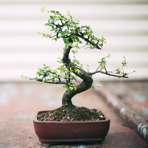 Какой цветок в горшке подарить мужчине. Какие цветы в горшках подарить мужчине?