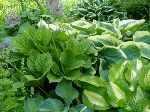 Высокое растение с большими листьями. Садовая гигантомания: растения с большими листьями