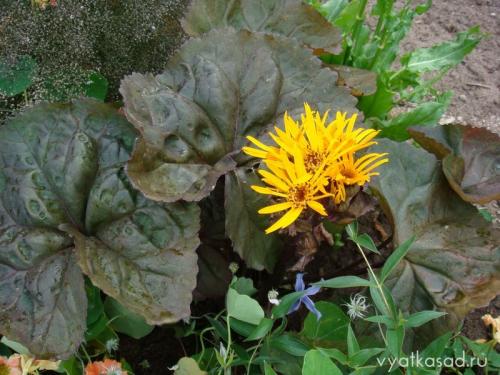 Высокое растение с большими листьями. Садовая гигантомания: растения с большими листьями