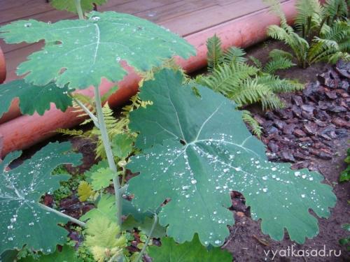 Высокое растение с большими листьями. Садовая гигантомания: растения с большими листьями