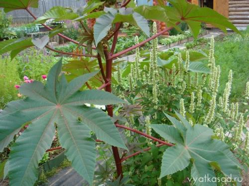 Высокое растение с большими листьями. Садовая гигантомания: растения с большими листьями