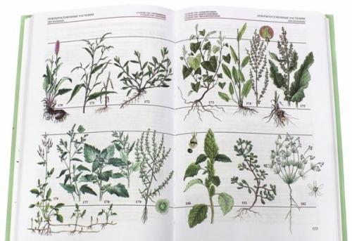 Как определить название комнатного растения. Как определить название домашнего растения?