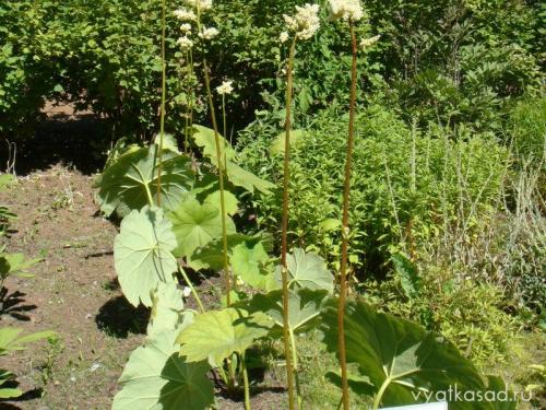 Высокое растение с большими листьями. Садовая гигантомания: растения с большими листьями