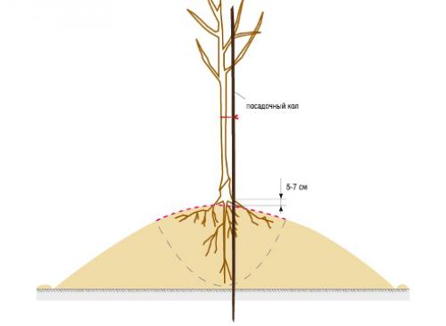 Как правильно посадить привитое дерево. Посадка яблони: как правильно