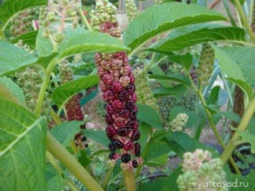 Высокое растение с большими листьями. Садовая гигантомания: растения с большими листьями