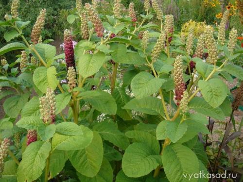 Высокое растение с большими листьями. Садовая гигантомания: растения с большими листьями