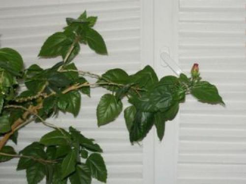 Как сделать штору своими руками из обоев своими руками. Как сделать шторы своими руками?