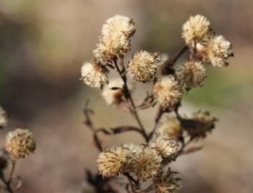 С каким цветом сочетается бежевый в интерьере. С какими цветами сочетается в интерьере 33