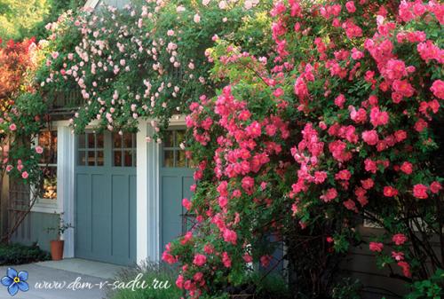 Красивый двор с цветами. Создаем красивый двор при помощи цветочных композиций