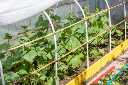 Своими руками для дома и дачи. Самоделки для дачи – лучшие идеи для сада и огорода из подручных материалов