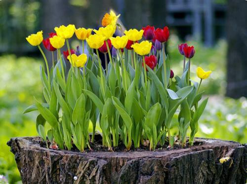 Красивый двор с цветами. Создаем красивый двор при помощи цветочных композиций