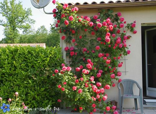 Красивый двор с цветами. Создаем красивый двор при помощи цветочных композиций