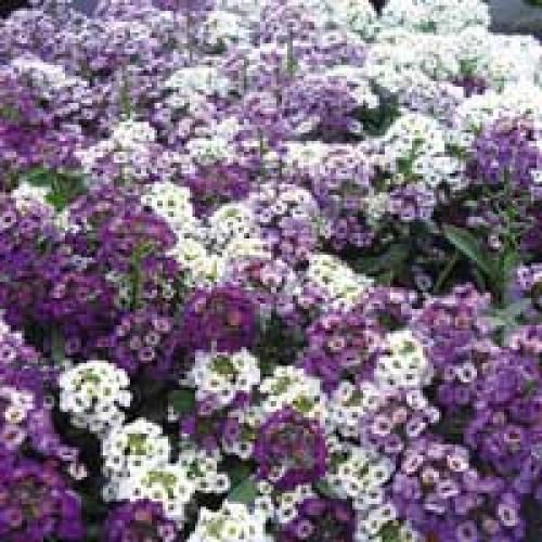 Однолетники для тени. Теневыносливые цветы – однолетники.