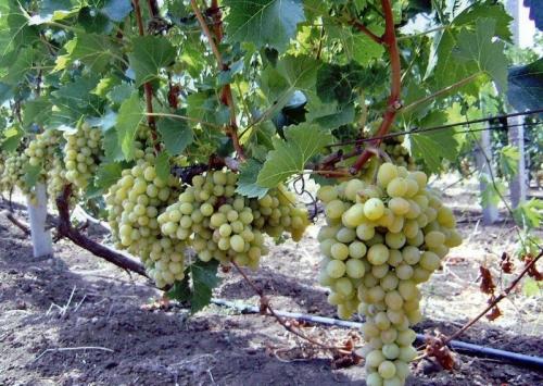 Какие деревья и кустарники посадить на участке. Какие деревья посадить 06