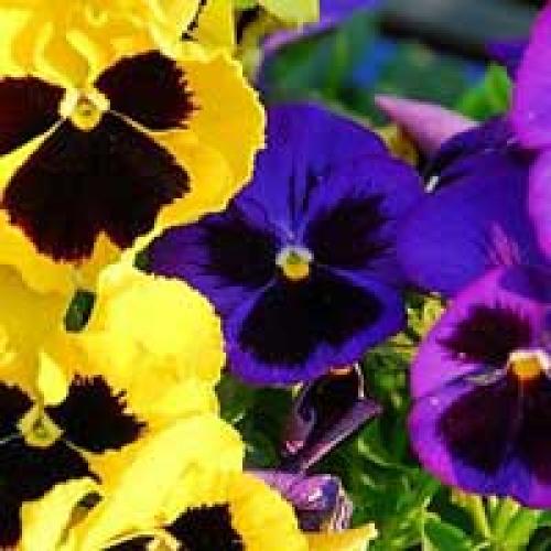 Однолетники для тени. Теневыносливые цветы – однолетники.