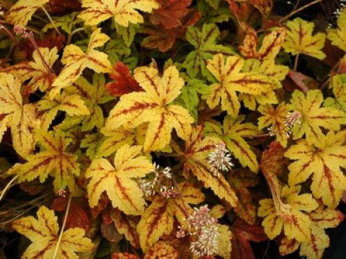 Растения для тенистых мест в саду. Какие есть тенелюбивые садовые цветы (с фото) 01 Растения для тенистых мест в саду. Какие есть тенелюбивые садовые цветы (с фото) 01