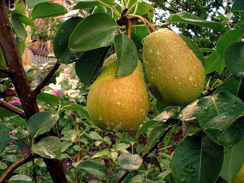 Какие деревья и кустарники посадить на участке. Какие деревья посадить 03