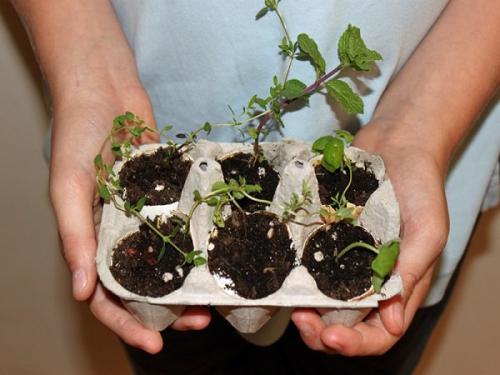 Что можно сделать из коробки из под яиц своими руками. Розы их лотков 17 Что можно сделать из коробки из под яиц своими руками. Розы их лотков 17