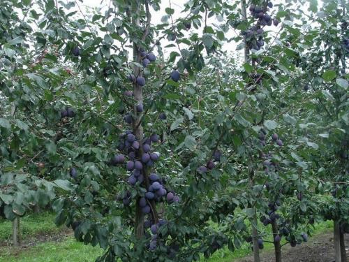 Какие деревья и кустарники посадить на участке. Какие деревья посадить 05