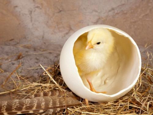 Интересные факты о яйцах куриных. Интересные факты о куриных яйцах